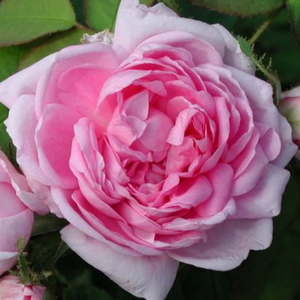 Marie de Blois - Vrtnica - www.nikarose.si